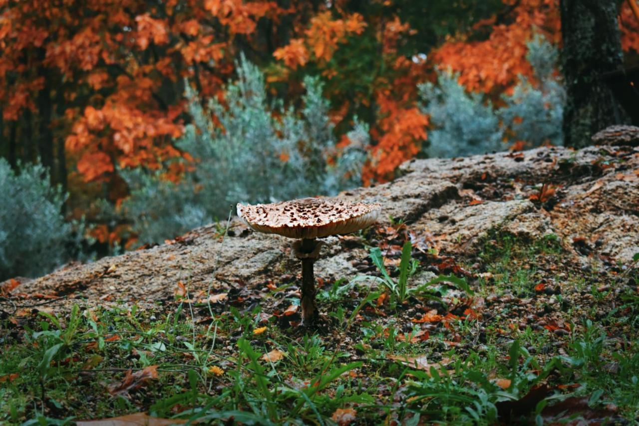 Quinta Das Fontes - Alojamento Rustico Local E Turismo Rural São Pedro do Sul Kültér fotó