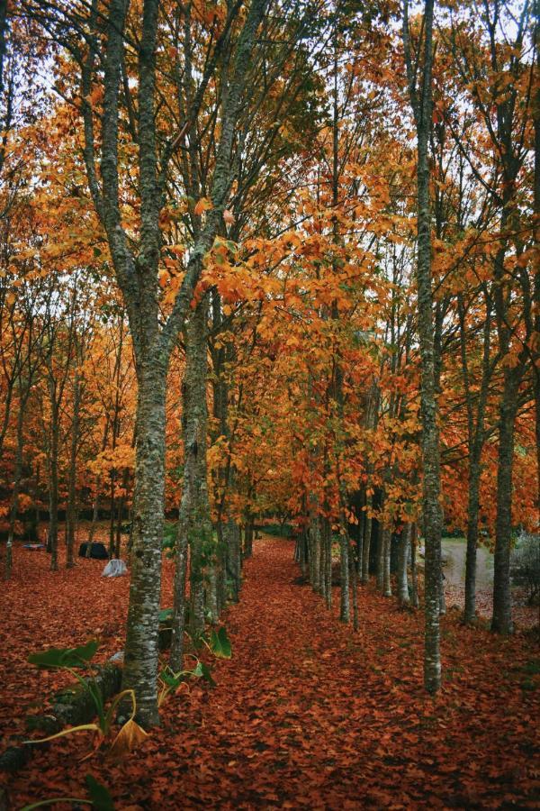 Quinta Das Fontes - Alojamento Rustico Local E Turismo Rural São Pedro do Sul Kültér fotó